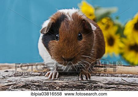 Stock Photo - "Smooth Guinea Pig, pup". Fotosearch