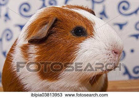 Smooth Guinea Pig View Large Photo Image Stock Image - Smooth Guinea Pig. Fotosearch