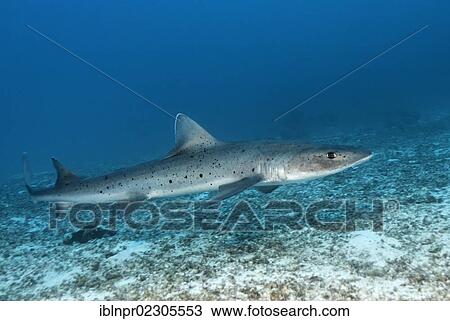 Stock Image - "Smooth Hound (Triakis maculata) swimming over sandy seafloor, endangered species, Punta Cormorant, Floreana Island, Galapagos Islands, a World Heritage - natural site, Ecuador, South America, Pacific Ocean, South America". Fotosearch