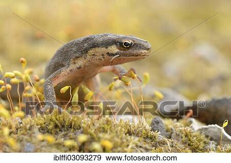 "Smooth newt (Lissotriton vulgaris) between moss spores, Ruhr district, Dortmund, Ruhr district, North Rhine-Westphalia, Germany, Europe" View Large Photo Image Stock Photo - "Smooth newt (Lissotriton vulgaris) between moss spores, Ruhr district, Dortmund, Ruhr district, North Rhine-Westphalia, Germany, Europe". Fotosearch
