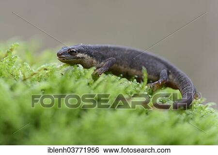 "Smooth newt (Lissotriton vulgaris), Lower Saxony, Germany, Europe" View Large Photo Image Stock Photograph - "Smooth newt (Lissotriton vulgaris), Lower Saxony, Germany, Europe". Fotosearch