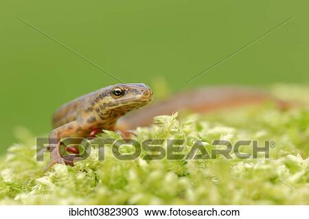 "Smooth Newt or Common Newt (Lissotriton vulgaris, Triturus vulgaris), male, North Rhine-Westphalia, Germany, Europe" View Large Photo Image Stock Image - "Smooth Newt or Common Newt (Lissotriton vulgaris, Triturus vulgaris), male, North Rhine-Westphalia, Germany, Europe". Fotosearch