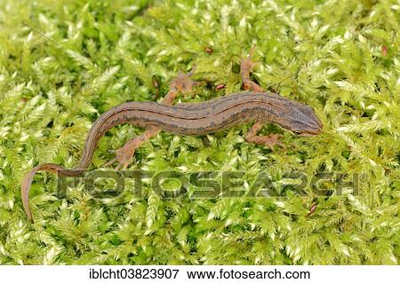 "Smooth Newt or Common Newt (Lissotriton vulgaris, Triturus vulgaris), male, North Rhine-Westphalia, Germany, Europe" View Large Photo Image Stock Photo - "Smooth Newt or Common Newt (Lissotriton vulgaris, Triturus vulgaris), male, North Rhine-Westphalia, Germany, Europe". Fotosearch