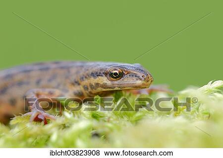 "Smooth Newt or Common Newt (Lissotriton vulgaris, Triturus vulgaris), male, North Rhine-Westphalia, Germany, Europe" View Large Photo Image Stock Photo - "Smooth Newt or Common Newt (Lissotriton vulgaris, Triturus vulgaris), male, North Rhine-Westphalia, Germany, Europe". Fotosearch