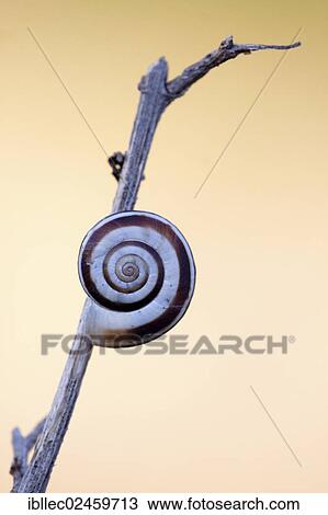 "Snail, Burgenland, Austria, Europe" View Large Photo Image Stock Image - "Snail, Burgenland, Austria, Europe". Fotosearch