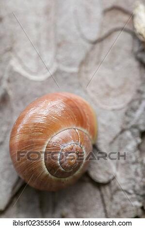"Snail shell, snail (Gastropoda), on a tree, Ruegen Island, Mecklenburg-Western Pomerania, Germany, Europe" View Large Photo Image Picture - "Snail shell, snail (Gastropoda), on a tree, Ruegen Island, Mecklenburg-Western Pomerania, Germany, Europe". Fotosearch