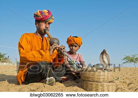"Snake charmer, Rajasthani, with colorful turban playing the flute, cobra or Naja winding from a basket in front of him, sitting next to his son, Kamelmarkt Pushkar, Wuste Thar, Rajasthan, India, Asia" View Large Photo Image Stock Photography - "Snake charmer, Rajasthani, with colorful turban playing the flute, cobra or Naja winding from a basket in front of him, sitting next to his son, Kamelmarkt Pushkar, Wuste Thar, Rajasthan, India, Asia". Fotosearch