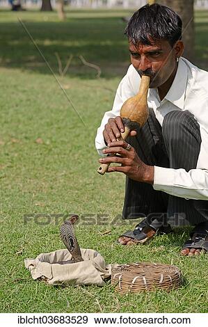 "Snake charmer with an Indian Cobra, Asian Cobra or Spectacled Cobra (Naja naja) in a basket, New Delhi, Delhi, India, Asia" View Large Photo Image Stock Photo - "Snake charmer with an Indian Cobra, Asian Cobra or Spectacled Cobra (Naja naja) in a basket, New Delhi, Delhi, India, Asia". Fotosearch