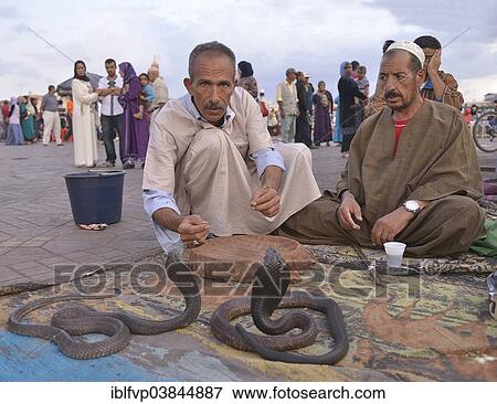 "Snake charmers on the Jemaa el-Fnaa market square, Marrakech, Marrakesh-Tensift-El Haouz region, Morocco, Africa" View Large Photo Image Stock Photo - "Snake charmers on the Jemaa el-Fnaa market square, Marrakech, Marrakesh-Tensift-El Haouz region, Morocco, Africa". Fotosearch