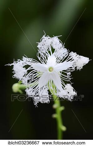Stock Photo - "Snake gourd or serpent gourd (Trichosanthes cucumerina var anguina), flower, Bergkamen, North Rhine-Westphalia, Germany, Europe". Fotosearch