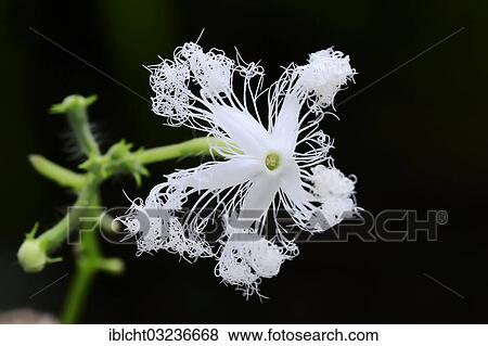 Stock Photo - "Snake gourd or serpent gourd (Trichosanthes cucumerina var anguina), flower, Bergkamen, North Rhine-Westphalia, Germany, Europe". Fotosearch