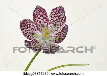 "Snake's Head Fritillary (Fritillaria meleagris), Hesse, Germany, Europe" View Large Photo Image Stock Photo - "Snake's Head Fritillary (Fritillaria meleagris), Hesse, Germany, Europe". Fotosearch