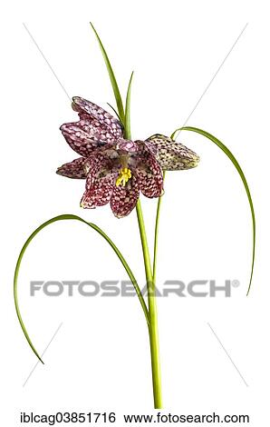 "Snake's Head Fritillary (Fritillaria meleagris), Hesse, Germany, Europe" View Large Photo Image Stock Photograph - "Snake's Head Fritillary (Fritillaria meleagris), Hesse, Germany, Europe". Fotosearch