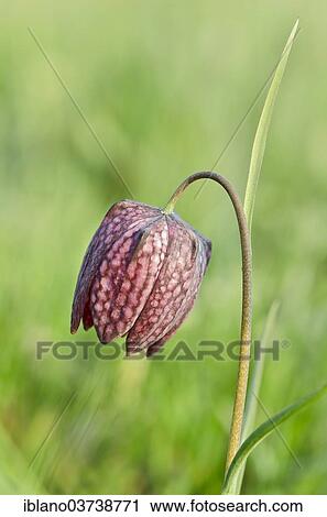 "Snake's Head Fritillary, Lazarus Bell or Checkered Lily (Fritillaria meleagris), Burgenland, Austria, Europe" View Large Photo Image Stock Image - "Snake's Head Fritillary, Lazarus Bell or Checkered Lily (Fritillaria meleagris), Burgenland, Austria, Europe". Fotosearch