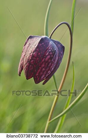 "Snake's Head Fritillary, Lazarus Bell or Checkered Lily (Fritillaria meleagris), Burgenland, Austria, Europe" View Large Photo Image Stock Image - "Snake's Head Fritillary, Lazarus Bell or Checkered Lily (Fritillaria meleagris), Burgenland, Austria, Europe". Fotosearch