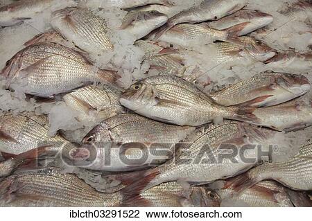 "Snapper species (Lutjanidae), on sale at a fish market, Auckland, Auckland Region, New Zealand, Oceania" View Large Photo Image Stock Image - "Snapper species (Lutjanidae), on sale at a fish market, Auckland, Auckland Region, New Zealand, Oceania". Fotosearch