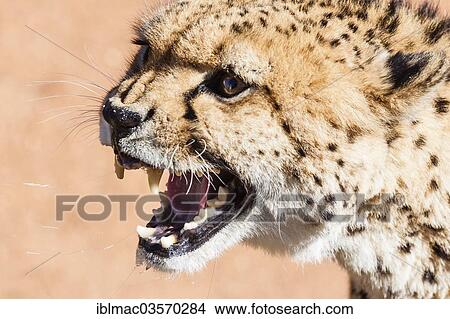 "Snarling cheetah (Acinonyx jubatus), Namibia, Africa" View Large Photo Image Picture - "Snarling cheetah (Acinonyx jubatus), Namibia, Africa". Fotosearch