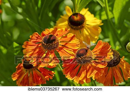 Stock Photo - "Sneezeweed variety (Helenium sp. ), Baden-Wurttemberg, Germany, Europe". Fotosearch