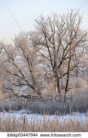 "Snow-covered and frosty winter landscape in a pond area, Uhyst, Saxony, Germany, Europe" View Large Photo Image Picture - "Snow-covered and frosty winter landscape in a pond area, Uhyst, Saxony, Germany, Europe". Fotosearch