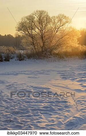 Stock Image - "Snow-covered and frosty winter landscape in a pond area at sunrise, Uhyst, Saxony, Germany, Europe". Fotosearch