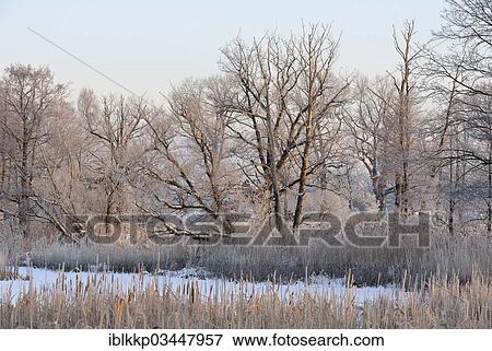 "Snow-covered and frosty winter landscape in a pond area, Uhyst, Saxony, Germany, Europe" View Large Photo Image Stock Photo - "Snow-covered and frosty winter landscape in a pond area, Uhyst, Saxony, Germany, Europe". Fotosearch