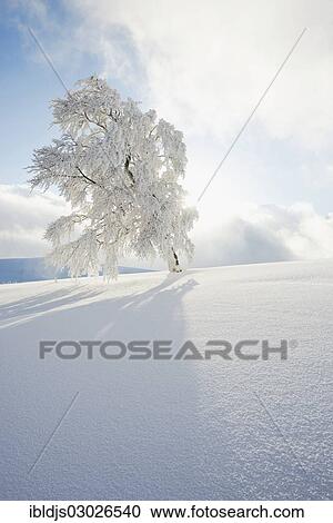 "Snow covered Beech (Fagus sp. ), Schauinsland, Baden-Wurttemberg, Germany, Europe" View Large Photo Image Stock Image - "Snow covered Beech (Fagus sp. ), Schauinsland, Baden-Wurttemberg, Germany, Europe". Fotosearch