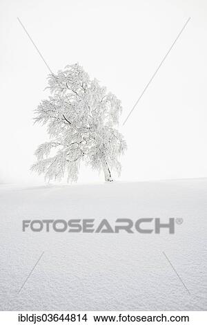"Snow-covered beech, Schauinsland, Freiburg im Breisgau, Baden-Wurttemberg, Germany, Europe" View Large Photo Image Picture - "Snow-covered beech, Schauinsland, Freiburg im Breisgau, Baden-Wurttemberg, Germany, Europe". Fotosearch