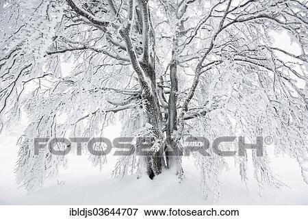 "Snow-covered beech, Schauinsland, Freiburg im Breisgau, Baden-Wurttemberg, Germany, Europe" View Large Photo Image Stock Photo - "Snow-covered beech, Schauinsland, Freiburg im Breisgau, Baden-Wurttemberg, Germany, Europe". Fotosearch