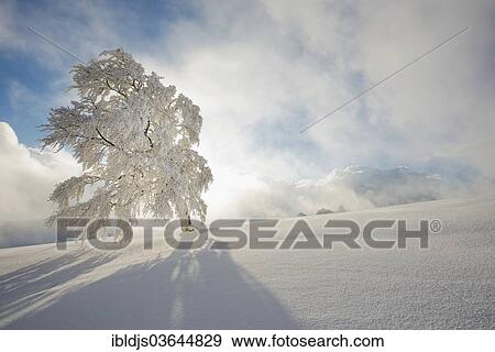 "Snow-covered beech, Schauinsland, Freiburg im Breisgau, Baden-Wurttemberg, Germany, Europe" View Large Photo Image Stock Photo - "Snow-covered beech, Schauinsland, Freiburg im Breisgau, Baden-Wurttemberg, Germany, Europe". Fotosearch