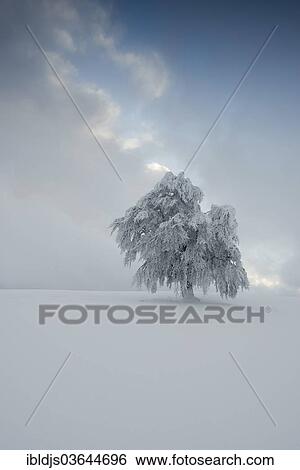 "Snow-covered beech, Schauinsland, Freiburg im Breisgau, Baden-Wurttemberg, Germany, Europe" View Large Photo Image Stock Photograph - "Snow-covered beech, Schauinsland, Freiburg im Breisgau, Baden-Wurttemberg, Germany, Europe". Fotosearch