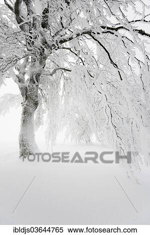 Stock Photography - "Snow-covered beech, Schauinsland, Freiburg im Breisgau, Baden-Wurttemberg, Germany, Europe". Fotosearch
