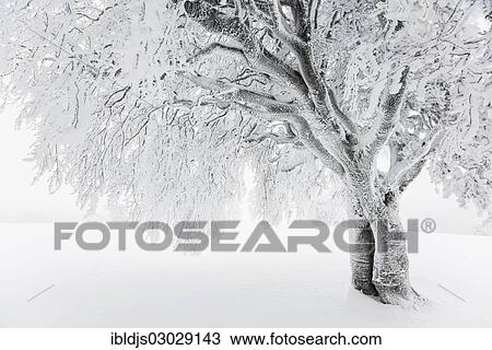 "Snow covered beech tree (Fagus sp. ), Schauinsland, Baden-Wurttemberg, Germany, Europe" View Large Photo Image Stock Image - "Snow covered beech tree (Fagus sp. ), Schauinsland, Baden-Wurttemberg, Germany, Europe". Fotosearch