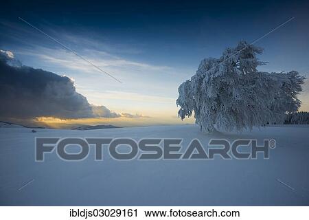 "Snow covered beech tree (Fagus sp. ), Schauinsland, Baden-Wurttemberg, Germany, Europe" View Large Photo Image Stock Image - "Snow covered beech tree (Fagus sp. ), Schauinsland, Baden-Wurttemberg, Germany, Europe". Fotosearch