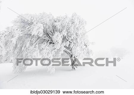 "Snow covered beech tree (Fagus sp. ), Schauinsland, Baden-Wurttemberg, Germany, Europe" View Large Photo Image Stock Photo - "Snow covered beech tree (Fagus sp. ), Schauinsland, Baden-Wurttemberg, Germany, Europe". Fotosearch