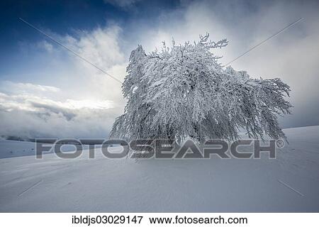 "Snow covered beech tree (Fagus sp. ), Schauinsland, Baden-Wurttemberg, Germany, Europe" View Large Photo Image Stock Photo - "Snow covered beech tree (Fagus sp. ), Schauinsland, Baden-Wurttemberg, Germany, Europe". Fotosearch