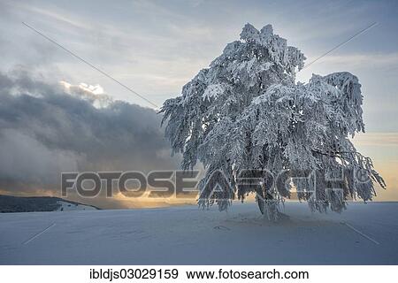 "Snow covered beech tree (Fagus sp. ), Schauinsland, Baden-Wurttemberg, Germany, Europe" View Large Photo Image Stock Photo - "Snow covered beech tree (Fagus sp. ), Schauinsland, Baden-Wurttemberg, Germany, Europe". Fotosearch