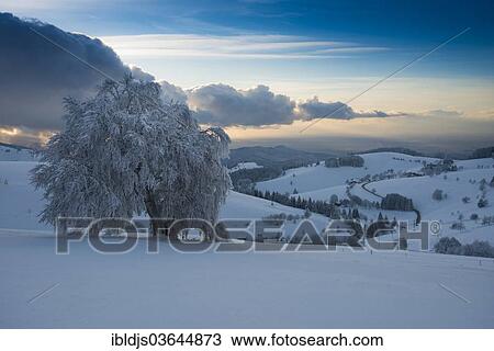 "Snow-covered beech trees and a panoramic view over the Rhine Valley, Schauinsland, Freiburg im Breisgau, Baden-Wurttemberg, Germany, Europe" View Large Photo Image Stock Image - "Snow-covered beech trees and a panoramic view over the Rhine Valley, Schauinsland, Freiburg im Breisgau, Baden-Wurttemberg, Germany, Europe". Fotosearch