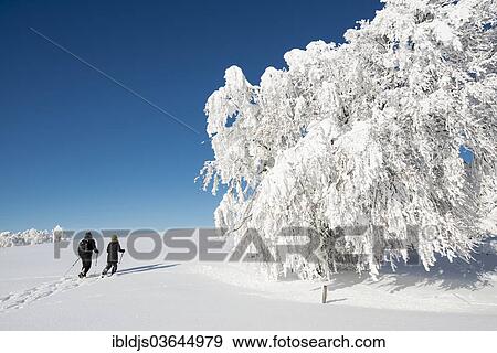 "Snow covered beech trees and snowshoe hikers, Schauinsland, Freiburg im Breisgau, Baden-Wurttemberg, Germany, Europe" View Large Photo Image Stock Photo - "Snow covered beech trees and snowshoe hikers, Schauinsland, Freiburg im Breisgau, Baden-Wurttemberg, Germany, Europe". Fotosearch