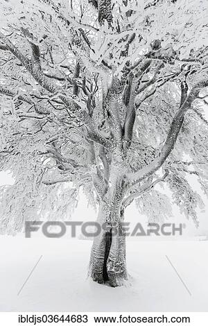 "Snow-covered beech trees, Schauinsland, Freiburg im Breisgau, Baden-Wurttemberg, Germany, Europe" View Large Photo Image Stock Image - "Snow-covered beech trees, Schauinsland, Freiburg im Breisgau, Baden-Wurttemberg, Germany, Europe". Fotosearch