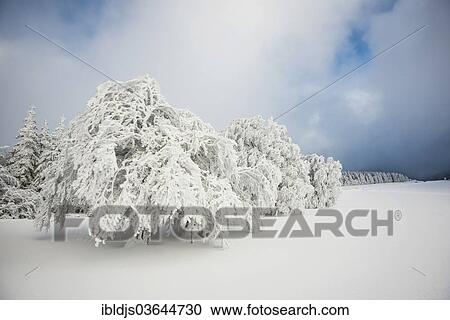 Stock Image - "Snow-covered beech trees, Schauinsland, Freiburg im Breisgau, Baden-Wurttemberg, Germany, Europe". Fotosearch