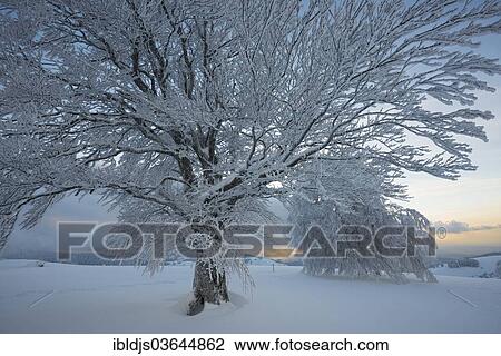 "Snow-covered beech trees, Schauinsland, Freiburg im Breisgau, Baden-Wurttemberg, Germany, Europe" View Large Photo Image Stock Image - "Snow-covered beech trees, Schauinsland, Freiburg im Breisgau, Baden-Wurttemberg, Germany, Europe". Fotosearch