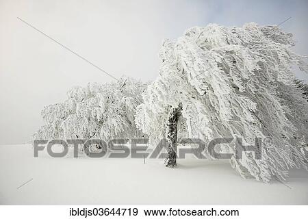 "Snow-covered beech trees, Schauinsland, Freiburg im Breisgau, Baden-Wurttemberg, Germany, Europe" View Large Photo Image Stock Photo - "Snow-covered beech trees, Schauinsland, Freiburg im Breisgau, Baden-Wurttemberg, Germany, Europe". Fotosearch