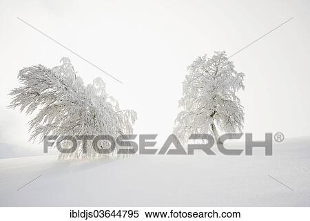 Stock Photography - "Snow-covered beech trees, Schauinsland, Freiburg im Breisgau, Baden-Wurttemberg, Germany, Europe". Fotosearch