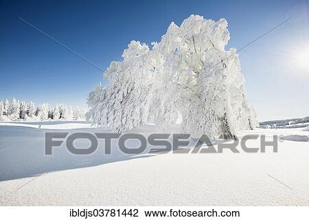 Stock Image - "Snow covered beeches (Fagus sp. ) and firs (Abies sp. ), Schauinsland, Freiburg im Breisgau, Black Forest, Baden-Wuerttemberg, Germany, Europe". Fotosearch