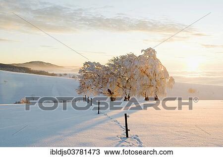 "Snow covered beeches (Fagus sp. ) in the evening light, Schauinsland, Freiburg im Breisgau, Black Forest, Baden-Wuerttemberg, Germany, Europe" View Large Photo Image Stock Image - "Snow covered beeches (Fagus sp. ) in the evening light, Schauinsland, Freiburg im Breisgau, Black Forest, Baden-Wuerttemberg, Germany, Europe". Fotosearch