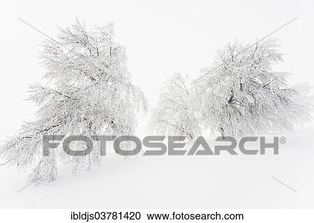 "Snow covered beeches (Fagus sp. ), Schauinsland, Freiburg im Breisgau, Black Forest, Baden-Wuerttemberg, Germany, Europe" View Large Photo Image Stock Image - "Snow covered beeches (Fagus sp. ), Schauinsland, Freiburg im Breisgau, Black Forest, Baden-Wuerttemberg, Germany, Europe". Fotosearch