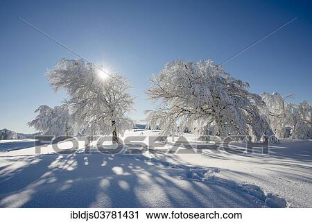 Stock Image - "Snow covered beeches (Fagus sp. ), Schauinsland, Freiburg im Breisgau, Black Forest, Baden-Wuerttemberg, Germany, Europe". Fotosearch