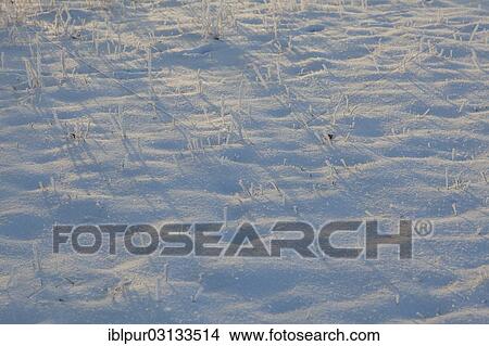 "Snow covered blades of grass and their shadows in the snow, Coswig, Saxony, Germany, Europe" View Large Photo Image Picture - "Snow covered blades of grass and their shadows in the snow, Coswig, Saxony, Germany, Europe". Fotosearch