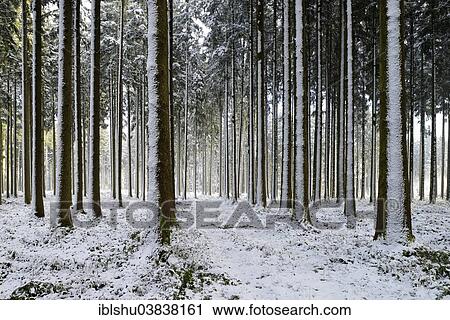 Stock Image - "Snow-covered coniferous forest with freshly fallen snow, Horben, Canton of Aargau, Switzerland, Europe". Fotosearch