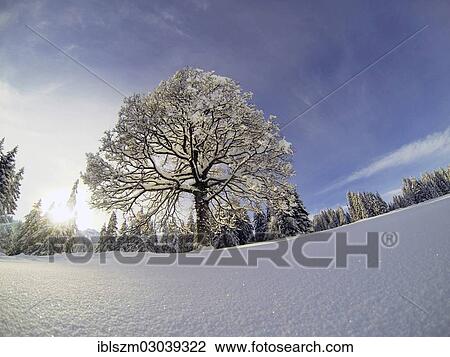 "Snow-covered deciduous tree in winter, Sorenberg, Entlebuech, Canton of Lucerne, Switzerland, Europe" View Large Photo Image Stock Image - "Snow-covered deciduous tree in winter, Sorenberg, Entlebuech, Canton of Lucerne, Switzerland, Europe". Fotosearch
